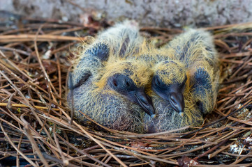 two pigeon baby  bird is in the nest