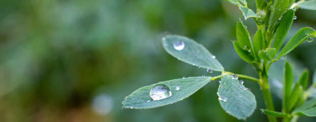 Dew drops on alfalfa leaves, green background of nature and growing grass in the garden.