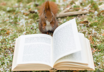Closeup of cute wild squirrel reading a book outdoors in the park. Animals reading and learning concept.