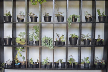 Succulent Plants on Shelves in Indonesia