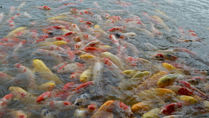 Obraz na płótnie Canvas Many Colorful Koi Fish in Pond in Garden in Japan