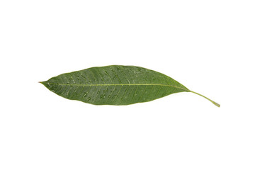 Fototapeta na wymiar Fresh green leaf water drop isolated on white background.