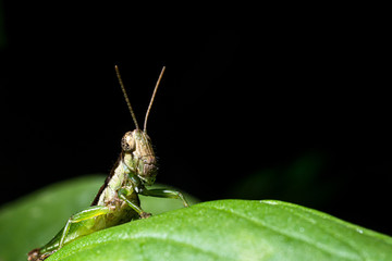 Green grasshopper on the wood.