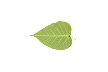 Fresh green leaf isolated on white background.
