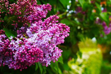  Lilac bush on a background of green bush