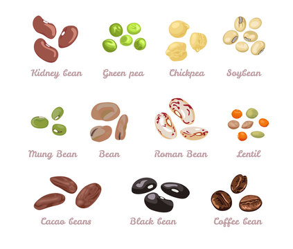 Beans and legumes set. Vector illustration of beans, green peas, chickpeas, mung bean, soybeans, coffee beans, cocoa beans and lentils in cartoon flat style. Organic healthy food.