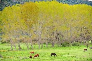 Cloudy afternoon at Los Andes countryside