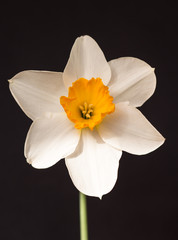 white daffodil ( narcissus ) close up on a black background