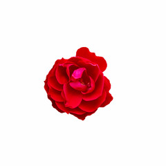 red rose bud isolated on white background