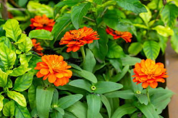 orange Zinnia flower in garden