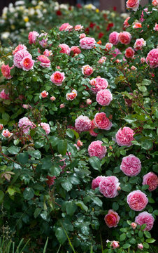 Nostalgic Hybrid Tea Rose Chippendale. Beautiful bush of yellow pink roses in a spring garden. Rose garden.