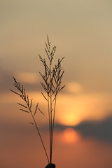 sunshine behind long grass during golden sunset, Kumaraparvatha mountain, subrahmanya, Karnataka 