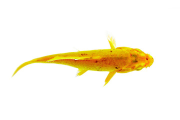 Image of yellow koi fish on white background . Animal. Pet. - Powered by Adobe