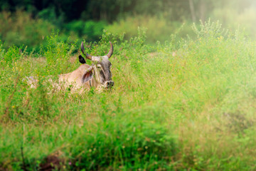 Image of brown cow relax on nature background. Animal farm.