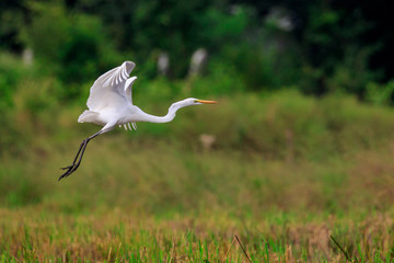 Image of Great Egret(Ardea alba) flying on the natural background. Heron, White Birds, Animal.