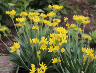 Allium moly, Golden Garlic, Lily Leek. Onion blooms yellow in the flower garden in summer. Nature concept.