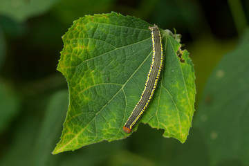 caterpillar