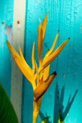 yellow tropical flower  with blue background