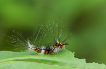 caterpillar on leaf