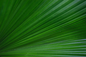 green palm leaf texture background