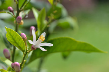 close on white flower of a lemon tree blooming on green background