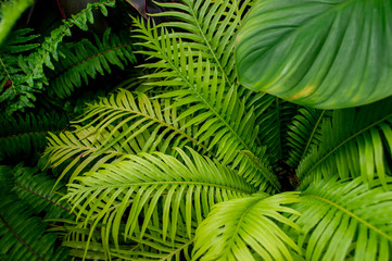 Fototapeta na wymiar green Fern in tropical garden