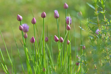 close on bud of chive blooming in garden on green background