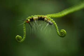 caterpillar on a leaf