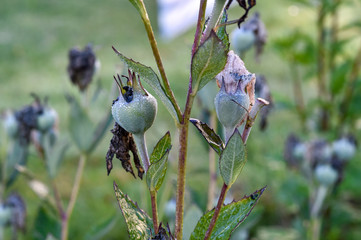 spring dew on leaves and grassem