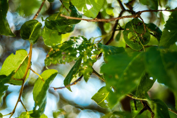 Hojas de árbol comidas