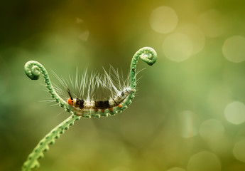 caterpillar on green leaf