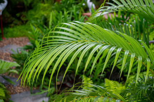 close up palm leaf in tropical garden