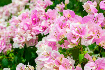 brown and white Bougainvillea in garden