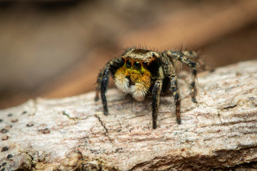 Image of jumping spiders (Salticidae) on a natural background., Insect. Animal.