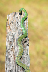 Image of Golden Tree Snake (Chrysopelea ornata) on the stump on a natural background. Reptile. Animal.