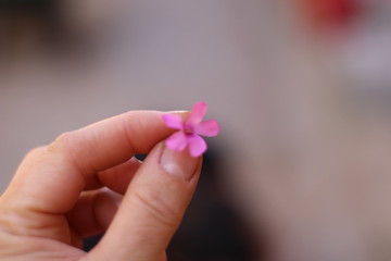 offrir une fleur rose