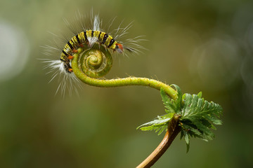 close up of a caterpillar