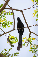 Image of Racket-tailed Treepie (Crypsirina temia) on a tree branch. Birds. Animal.