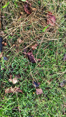 green grass with dry leaves