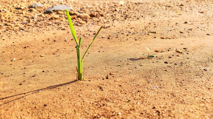 small green plant on dry soil
