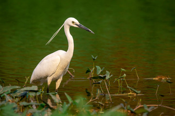 Image of little egret (Egretta garzetta) looking for food in the swamp on nature background. Bird. Animals.