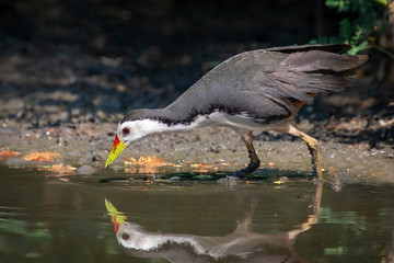 Image of white-breasted waterhen bird(Amaurornis phoenicurus) are looking for food in swamp on nature background. Bird. Animals.
