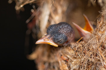 Image of baby birds are waiting for the mother to feed in the bird's nest on nature background. Bird. Animals.