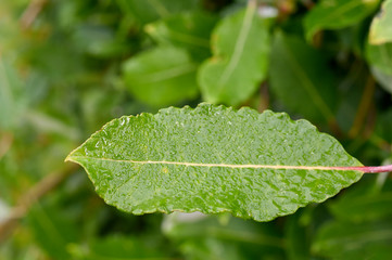 spring dew on leaves and grassem