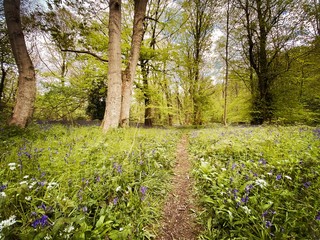 Mature trees in a rural British forest during golden hour with a warm glow. Natural treescape. Scenic woodland trail with path leading through trunks, wild garlic, bluebells and wildflowers.