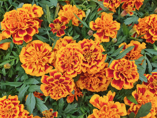 marigold flowers in the summer garden. Top view.