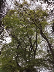 Low angle view rural British forest. With ominous and abstract tree trunks creating silhouettes with crooked branches and early spring foliage.