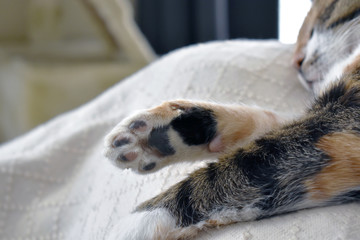 Cat sleeping on the sofa showing the toes.  Selective focus on the toes or toe beans.  Soft focus.  Copy space is on the left side.