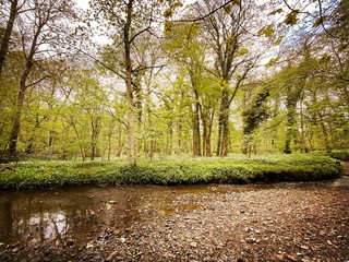Fototapeta premium Mature trees in a rural British forest during golden hour. Scenic woodland trail along the banks of a small stream. Beauty in nature. Twisted trunks on riverbank 