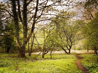 Obraz premium Mature trees in a rural British forest during golden hour with a warm glow. Natural treescape. Scenic woodland trail with path leading through trunks, wild garlic, bluebells and wildflowers.